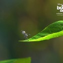 Pixar reportage - a bugs life